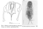 Dicranophorus prionacis