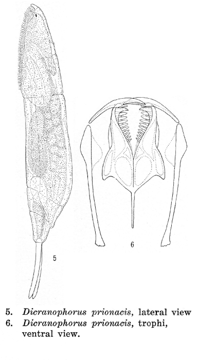 Dicranophorus prionacis - Original description image
