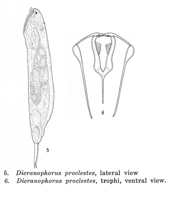 Dicranophorus proclestes - Original description image