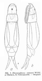 Dicranophorus remanei
