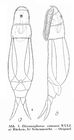 Dicranophorus remanei