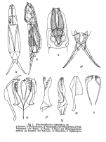 Dicranophorus remanei - Original description image
