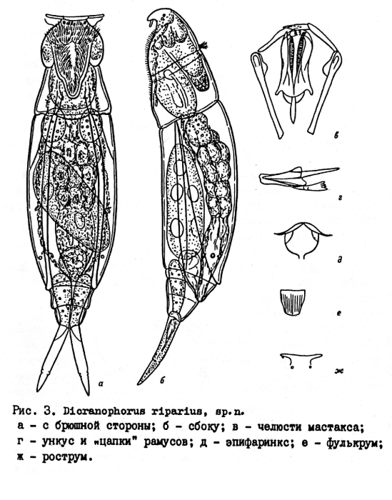 Dicranophorus riparius