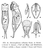 Dicranophorus robustus