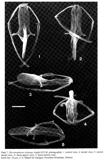 Dicranophorus robustus