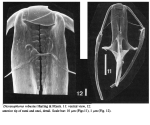 Dicranophorus robustus