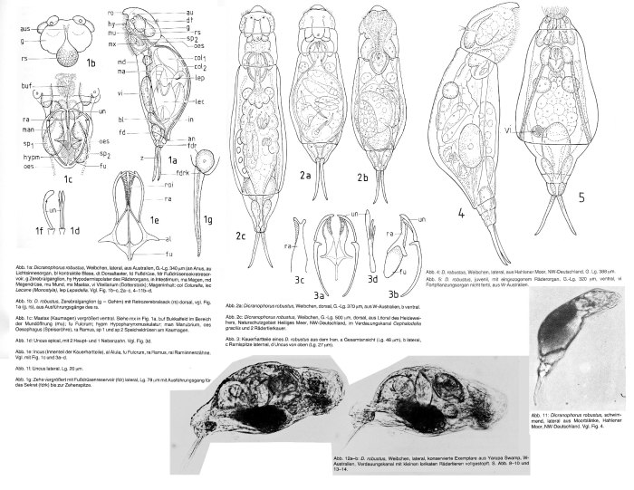 Dicranophorus robustus