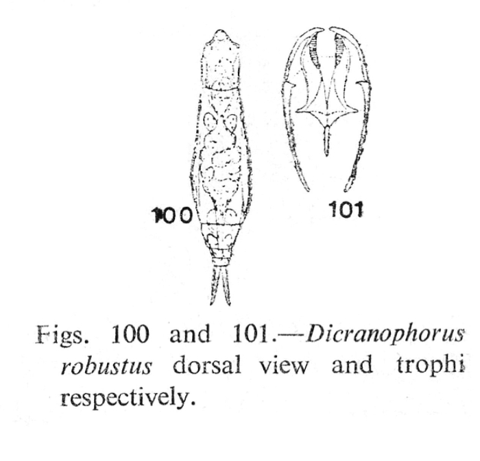 Dicranophorus robustus