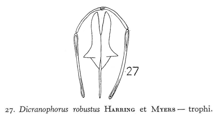 Dicranophorus robustus