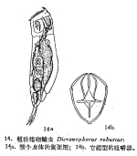 Dicranophorus robustus
