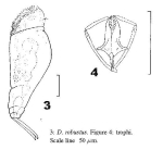 Dicranophorus robustus