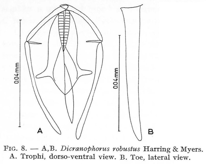Dicranophorus robustus