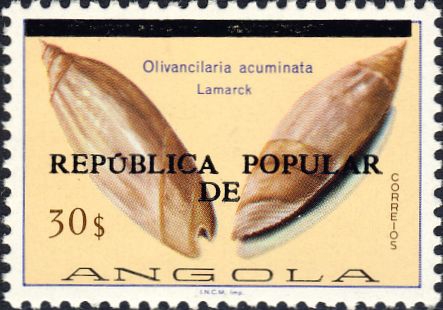 Olivancillaria acuminata Olivancillaria acuminata
