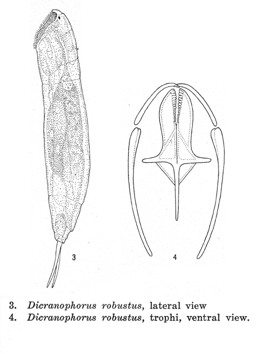 Dicranophorus robustus - Original description image