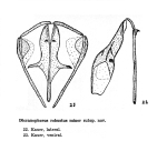 Dicranophorus robustus minor - Original description image