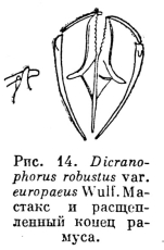 Dicranophorus robustus var. europaeus