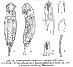 Dicranophorus robustus var. europaeus