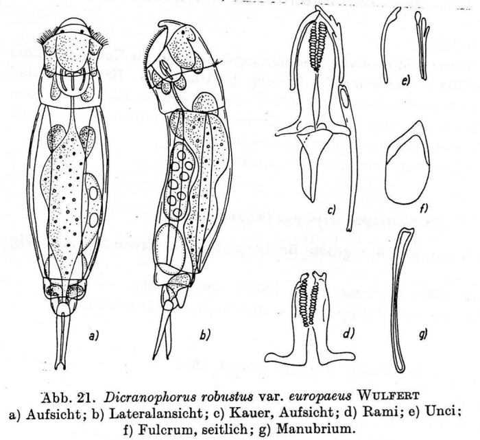 Dicranophorus robustus var. europaeus