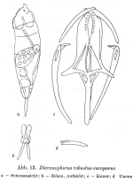 Dicranophorus robustus var. europaeus