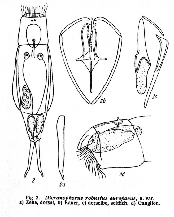Dicranophorus robustus var. europaeus - Original description image