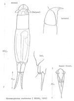 Dicranophorus rostratus