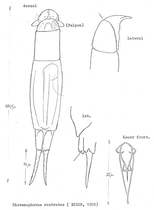 Dicranophorus rostratus