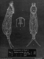 Dicranophorus rostratus - Original description image
