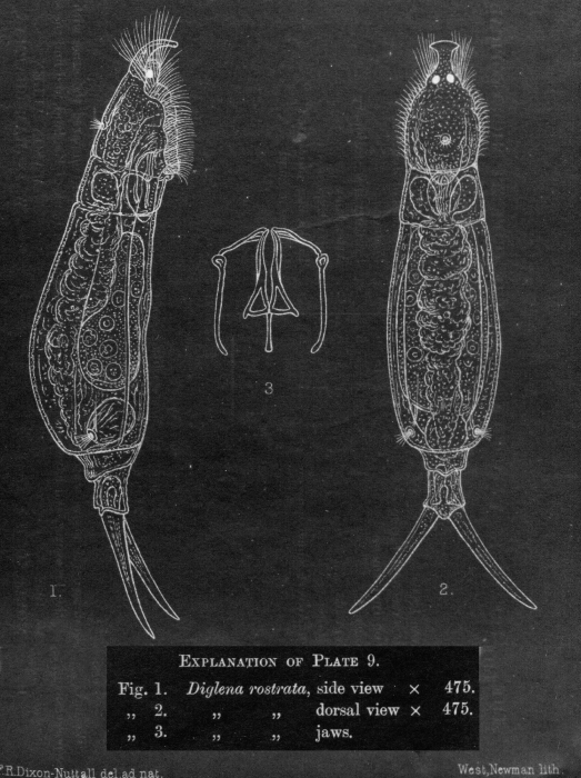 Dicranophorus rostratus - Original description image
