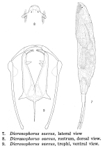 Dicranophorus saevus - Original description image