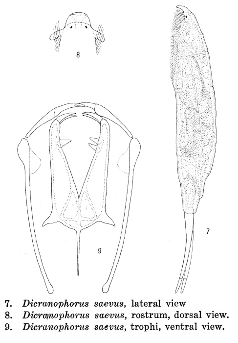 Dicranophorus saevus