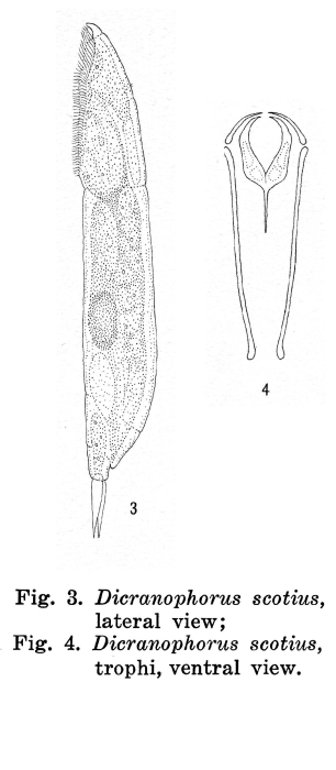 Dicranophorus scotius - Original description image