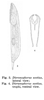 Dicranophorus scotius