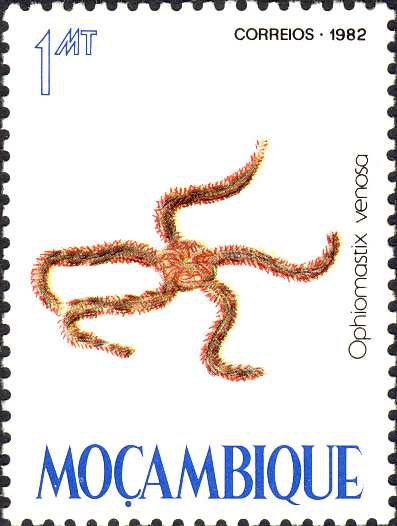 Ophiomastix venosa Ophiomastix venosa