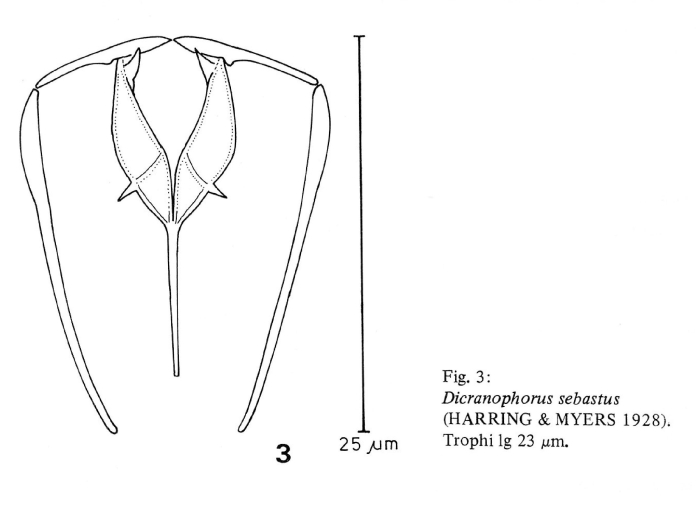 Dicranophorus sebastus
