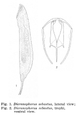 Dicranophorus sebastus - Original description image