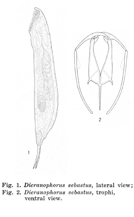 Dicranophorus sebastus - Original description image