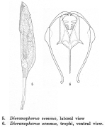 Dicranophorus semnus - Original description image