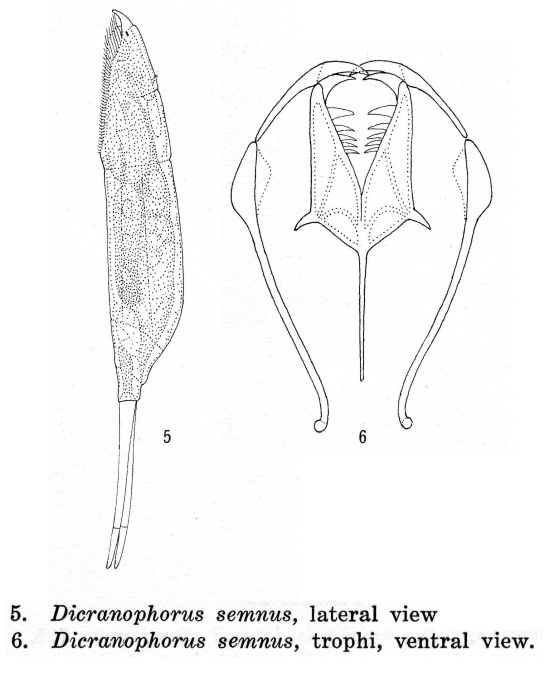 Dicranophorus semnus - Original description image