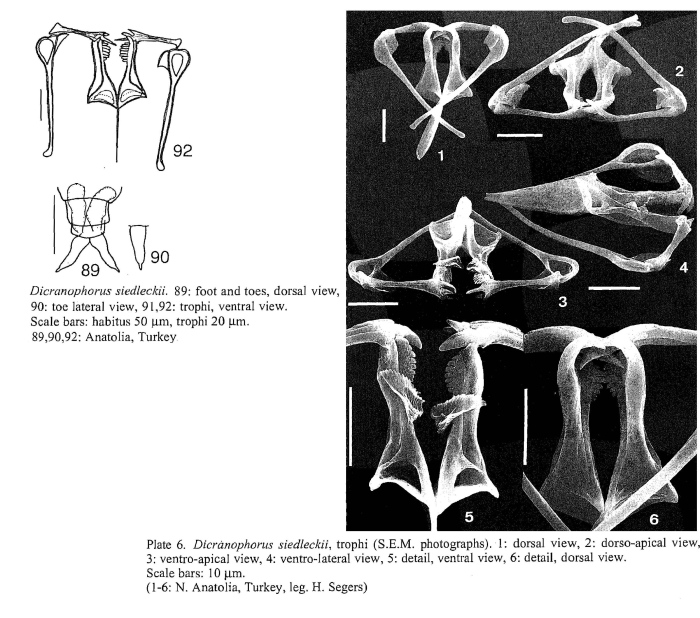 Dicranophorus siedleckii