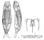 Dicranophorus siedleckii - Original description image
