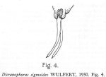 Dicranophorus sigmoides