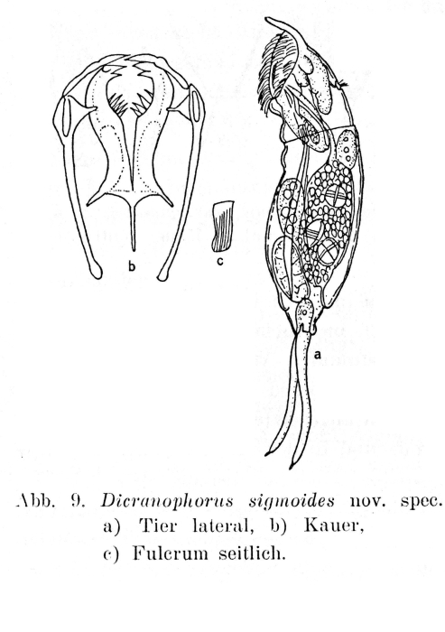 Dicranophorus sigmoides - Original description image