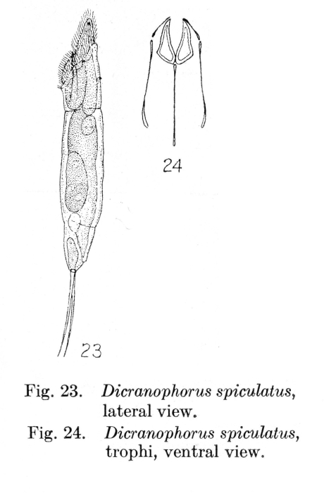 Dicranophorus spiculatus - Original description image