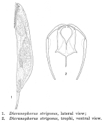 Dicranophorus strigosus - Original description image