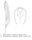 Dicranophorus strigosus
