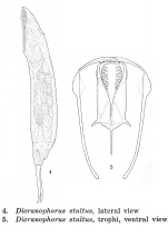 Dicranophorus stultus - Original description image