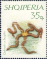 Echinodermata (echinoderms)