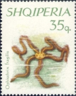 Ophiothrix fragilis