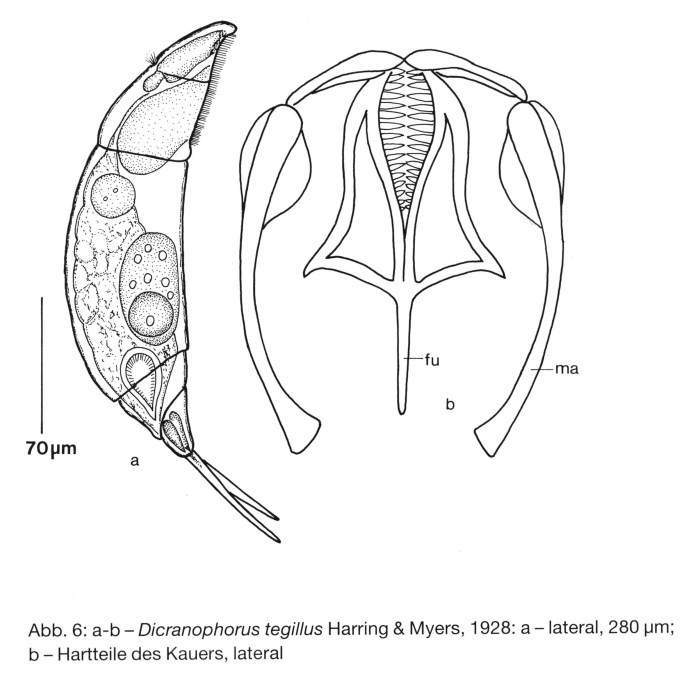 Dicranophorus tegillus
