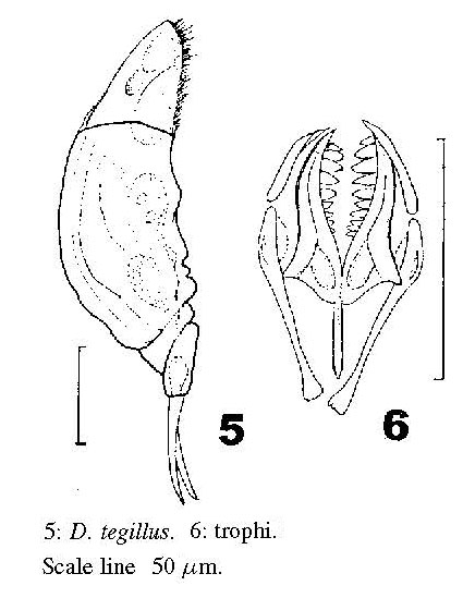 Dicranophorus tegillus